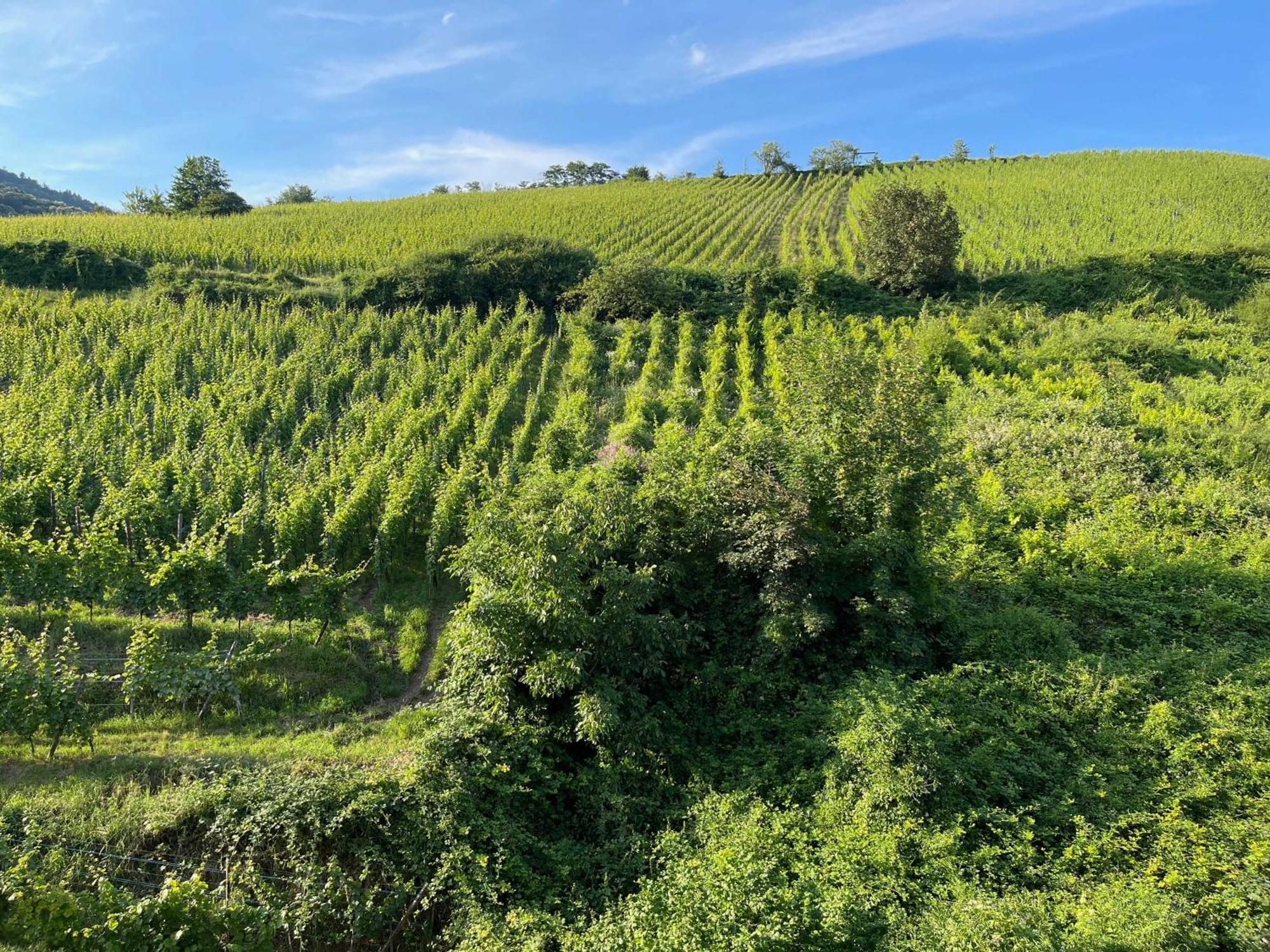 Gite Maison Des Vignerons Riquewihr Exteriör bild